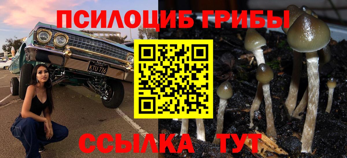 Псилоцибиновые грибы мицелий  продажа наркотиков  Вход с VPN  Спасск-Дальний  Псилоцибиновые грибы Psilocybine cubensis 